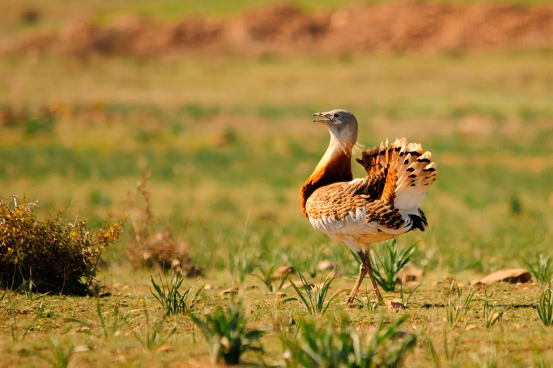 Birding — entorno de La Casa del Aire